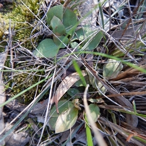 Speculantha rubescens at Point 49 - suppressed