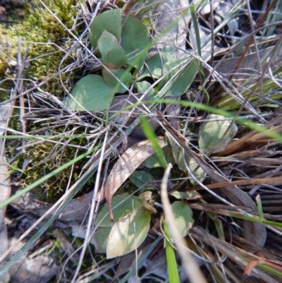 Speculantha rubescens (Blushing Tiny Greenhood) at Aranda, ACT - 15 Oct 2016 by CathB