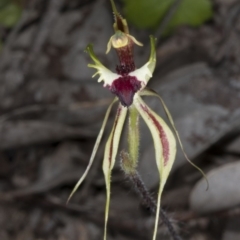 Caladenia atrovespa (Green-comb Spider Orchid) at Aranda Bushland - 16 Oct 2016 by DerekC