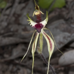 Caladenia atrovespa at Belconnen, ACT - 16 Oct 2016