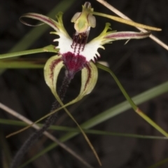 Caladenia atrovespa at Belconnen, ACT - 16 Oct 2016