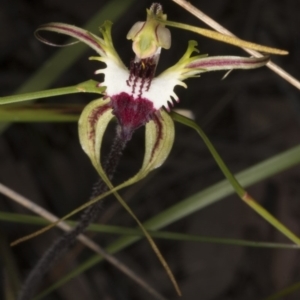 Caladenia atrovespa at Belconnen, ACT - 16 Oct 2016