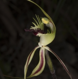 Caladenia atrovespa at Belconnen, ACT - 16 Oct 2016