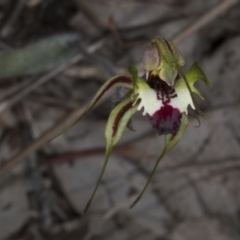 Caladenia atrovespa at Belconnen, ACT - 16 Oct 2016