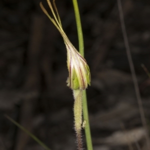 Caladenia atrovespa at Belconnen, ACT - 16 Oct 2016