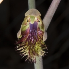 Calochilus montanus (Copper Beard Orchid) at Aranda, ACT - 16 Oct 2016 by DerekC