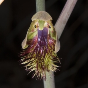 Calochilus montanus at Aranda, ACT - 16 Oct 2016