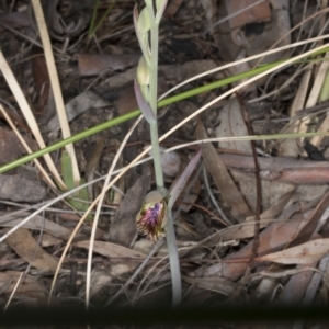 Calochilus montanus at Aranda, ACT - 16 Oct 2016