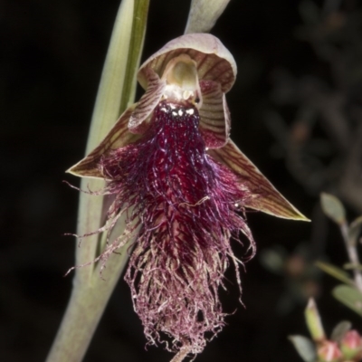 Calochilus platychilus (Purple Beard Orchid) at Aranda, ACT - 16 Oct 2016 by DerekC