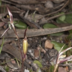 Cyrtostylis reniformis (Common Gnat Orchid) by DerekC