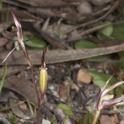 Cyrtostylis reniformis (Common Gnat Orchid) at Cook, ACT - 15 Oct 2016 by DerekC