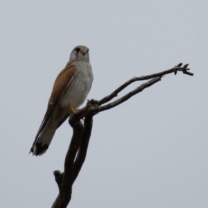 Falco cenchroides at Gungahlin, ACT - 9 Oct 2016