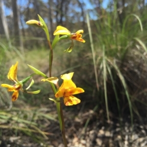 Diuris nigromontana at Belconnen, ACT - 15 Oct 2016