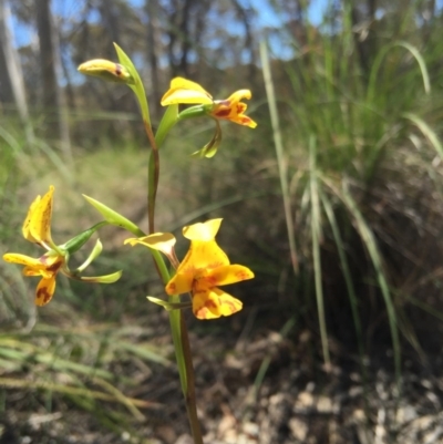 Diuris nigromontana (Black Mountain Leopard Orchid) at Belconnen, ACT - 15 Oct 2016 by jasonbmackenzie