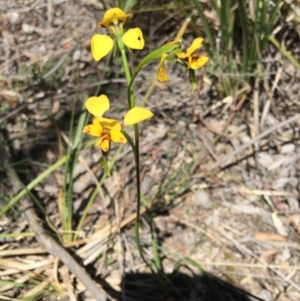 Diuris nigromontana at Belconnen, ACT - 15 Oct 2016