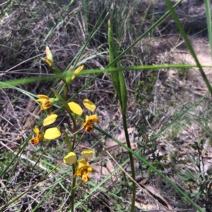 Diuris nigromontana at Belconnen, ACT - 15 Oct 2016