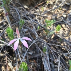 Caladenia fuscata (Dusky Fingers) at Belconnen, ACT - 15 Oct 2016 by jasonbmackenzie