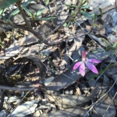 Caladenia fuscata (Dusky Fingers) at Point 4150 - 15 Oct 2016 by jasonbmackenzie