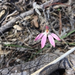 Caladenia fuscata at Point 4150 - 15 Oct 2016