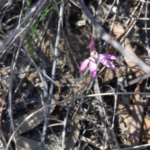 Caladenia fuscata at Point 4150 - 15 Oct 2016