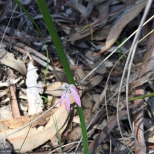 Caladenia fuscata at Point 4150 - 15 Oct 2016