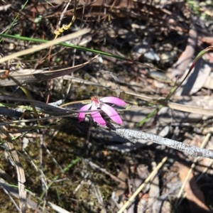 Caladenia fuscata at Point 4150 - 15 Oct 2016