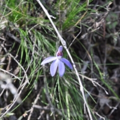 Cyanicula caerulea (Blue Fingers, Blue Fairies) at Point 4010 - 25 Sep 2016 by catherine.gilbert