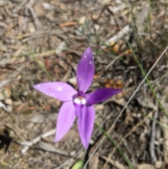 Glossodia major (Wax Lip Orchid) at Belconnen, ACT - 15 Oct 2016 by jasonbmackenzie