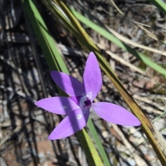 Glossodia major at Point 4150 - 15 Oct 2016