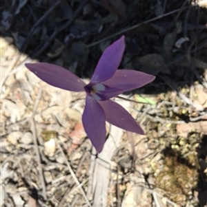 Glossodia major at Point 4150 - 15 Oct 2016