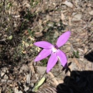 Glossodia major at Point 4150 - 15 Oct 2016