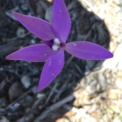 Glossodia major at Point 4150 - 15 Oct 2016