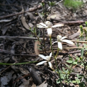 Caladenia ustulata at Point 4150 - 15 Oct 2016