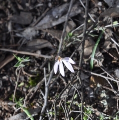 Caladenia fuscata (Dusky Fingers) at Aranda, ACT - 25 Sep 2016 by catherine.gilbert