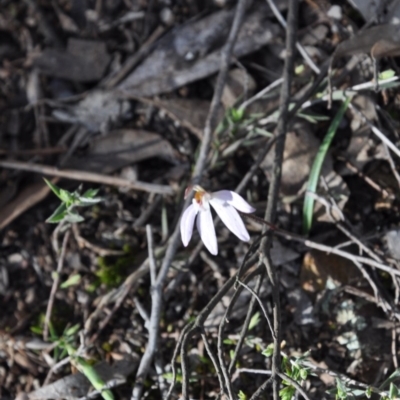 Caladenia fuscata (Dusky Fingers) at Point 4010 - 25 Sep 2016 by catherine.gilbert