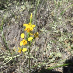 Diuris nigromontana (Black Mountain Leopard Orchid) at Belconnen, ACT - 15 Oct 2016 by jasonbmackenzie