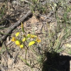 Diuris nigromontana at Undefined Area - suppressed