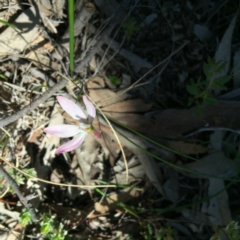 Caladenia fuscata (Dusky Fingers) at Point 4152 - 15 Oct 2016 by jasonbmackenzie