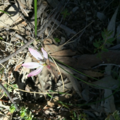 Caladenia fuscata (Dusky Fingers) at Point 4152 - 15 Oct 2016 by jasonbmackenzie