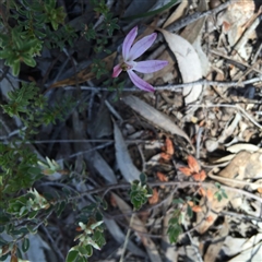 Caladenia fuscata at Point 4152 - suppressed