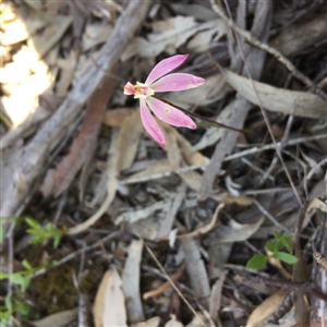 Caladenia fuscata at Undefined Area - suppressed