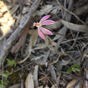 Caladenia fuscata at Undefined Area - suppressed