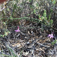 Caladenia fuscata at Undefined Area - suppressed