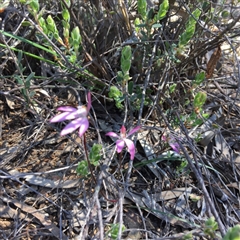 Caladenia fuscata at Undefined Area - suppressed