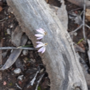 Caladenia fuscata at Point 4010 - 25 Sep 2016