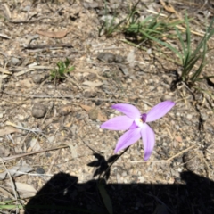 Glossodia major (Wax Lip Orchid) at Belconnen, ACT - 15 Oct 2016 by jasonbmackenzie