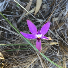 Glossodia major at Point 4152 - 15 Oct 2016