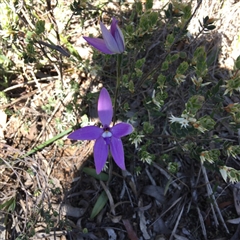 Glossodia major at Point 4152 - 15 Oct 2016