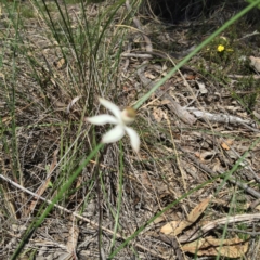 Caladenia ustulata (Brown Caps) at Belconnen, ACT - 15 Oct 2016 by jasonbmackenzie