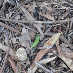 Glossodia major (Wax Lip Orchid) at Aranda, ACT - 25 Sep 2016 by catherine.gilbert